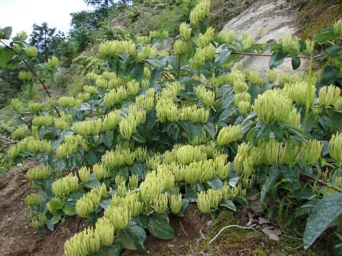 溆浦县湘蕾金银花苗，山银花苗抗病抗寒强