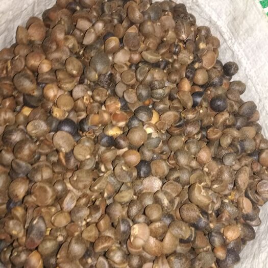 霍山县油茶籽