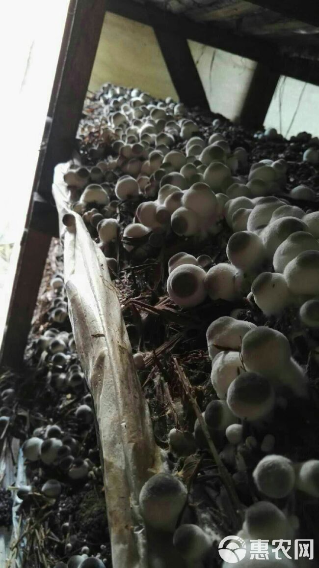  白草菇菌种相对耐低温更适合袋栽出菇快口感佳产量高