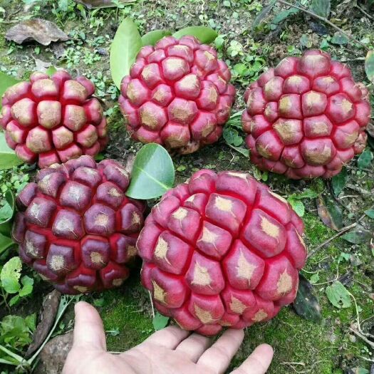 灵山县 布福娜黑老虎苗带营养杯叶子发货