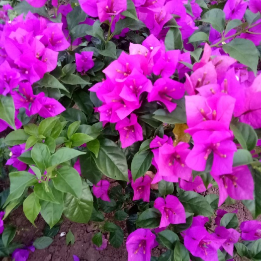 宜宾紫花三角梅 1.0~1.5米