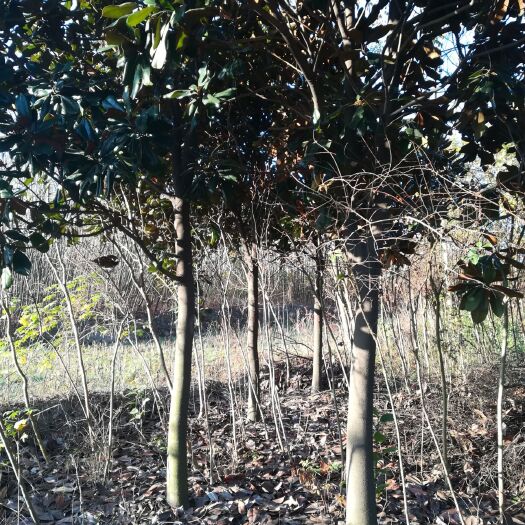 光山县广玉兰
