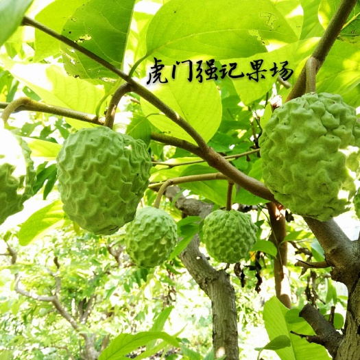 东莞市虎门AP释迦果,净果6斤120元广东顺丰包邮