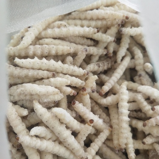 马山县竹虫