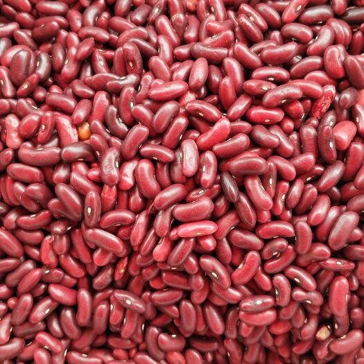 农家红腰豆无霉豆无杂质容易熟无虫豆新货