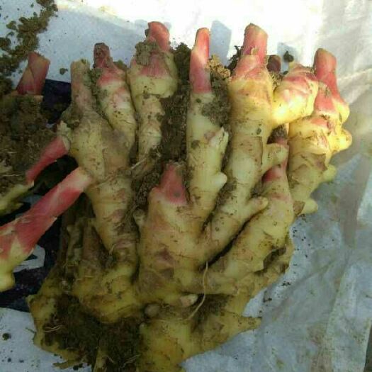 沂南县黄姜 4~6两 带土