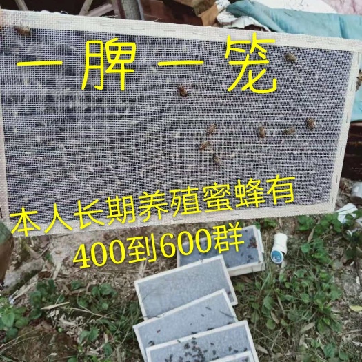 信宜市阿坝中蜂王 