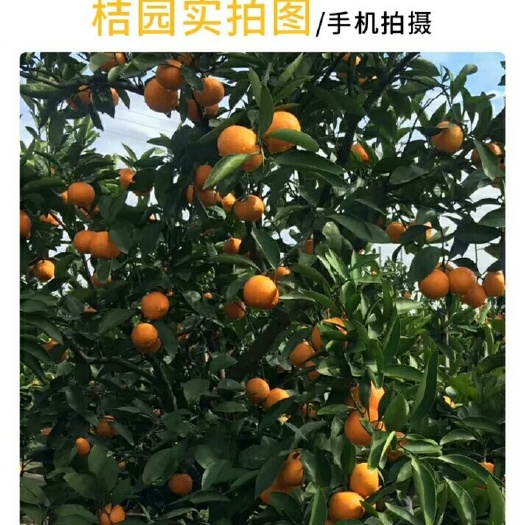 临海市涌泉蜜桔 7.5 - 8cm 2 - 3两 