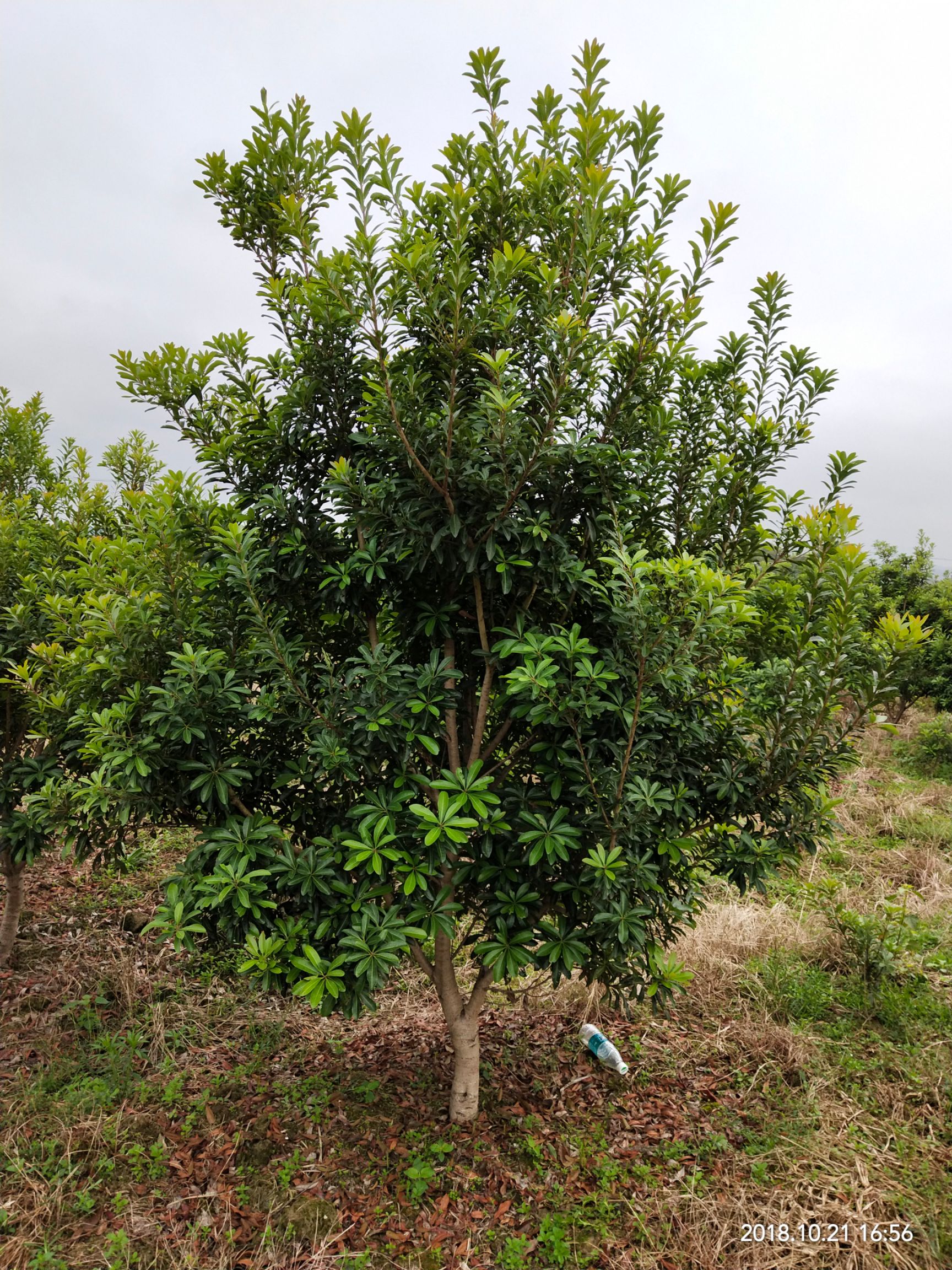 荸荠杨梅种苗  杨梅断根树苗，地苗，营养杯苗。基地直销，成活