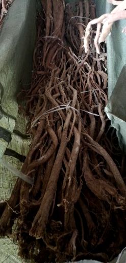 子洲出口黄芪
