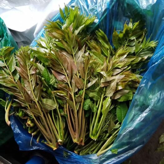 泰安 泰山红油香椿苗 抗冻味道鲜美 自家常年种植