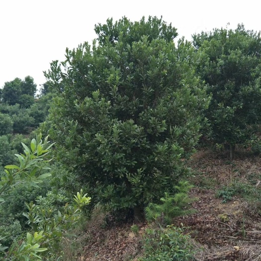 靖州县杨梅树  杨梅精品苗，地苗，断根苗。