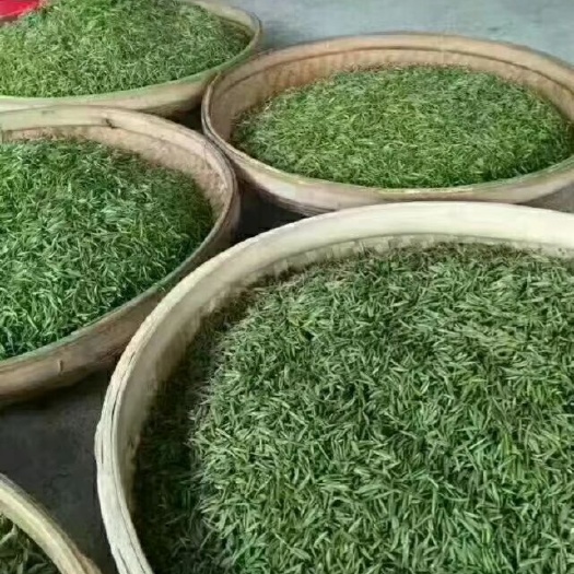遂川县狗牯脑茶 罐装 一级
