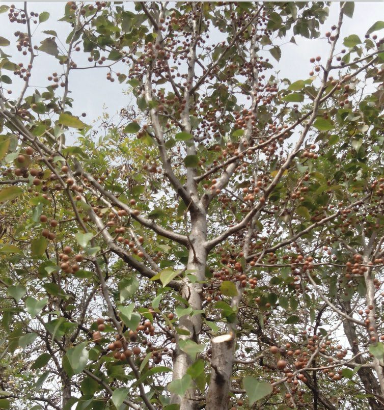 杜梨苗 棠梨苗，杜梨实生苗