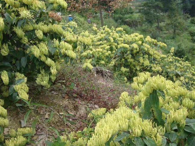 湘蕾金银花苗，山银花苗抗病抗寒强