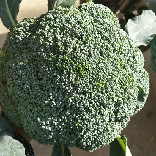 天门市耐寒优秀西兰花 2019年好货