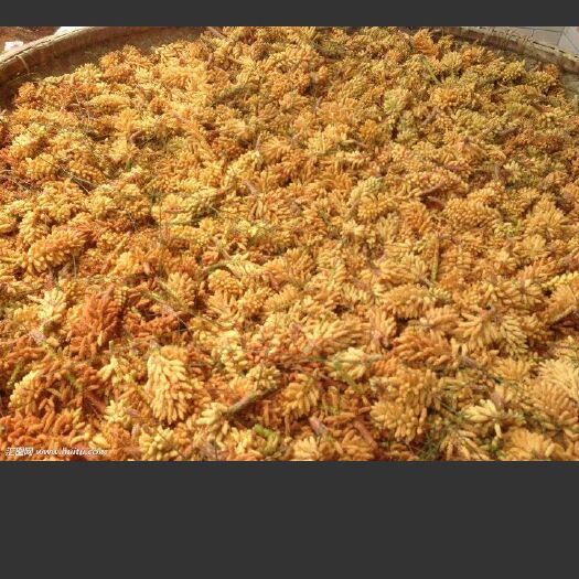 义县松花粉 6-12个月 