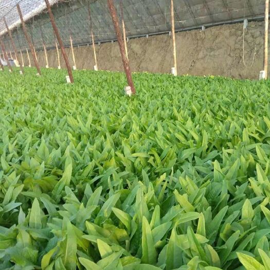 新民市美冠油麦菜 25~30cm以上