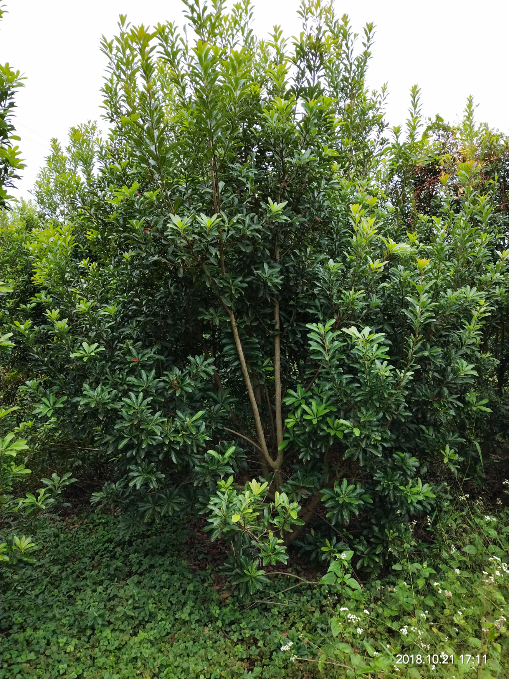 杨梅树  杨梅精品苗，地苗，断根苗。