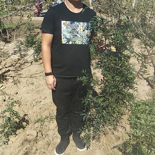 渭南大红袍花椒苗 