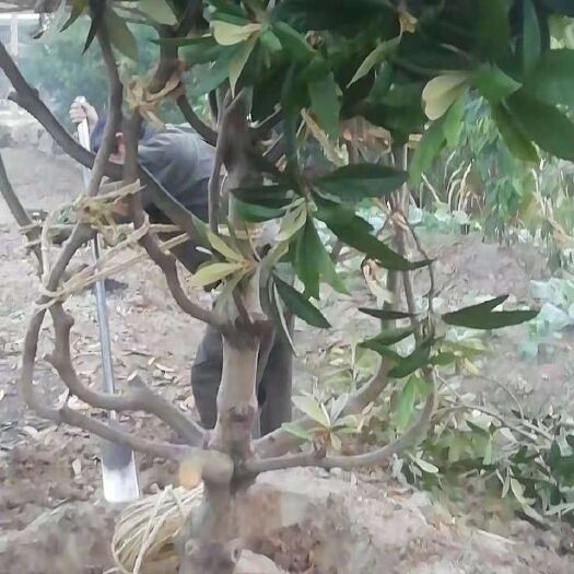 常州塘栖白沙枇杷树
