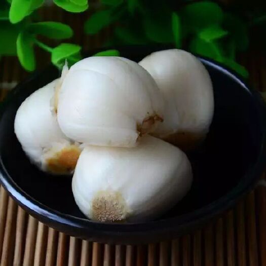 兰州百合