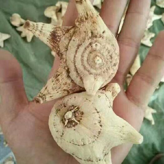 昆明白及 