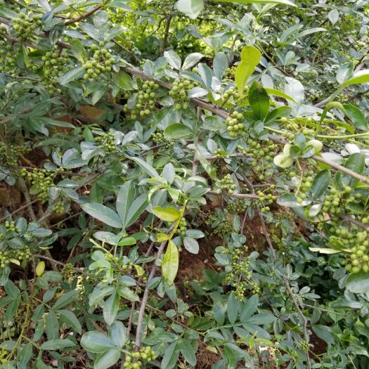 巧家县青花椒 干花椒 一级