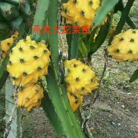 广州黄皮火龙果苗 当年种当年挂果燕窝果，原产厄瓜多尔，目前是市场