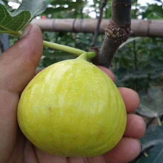 泰安金傲芬无花果苗