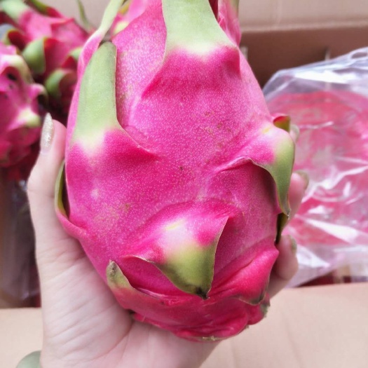 凭祥市越南红心火龙果 中（5-7两） 