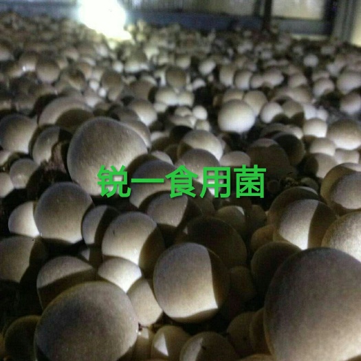 揭阳草菇菌种 v23灰褐色大型菇v5中型菇971灰黑色适合各地需求