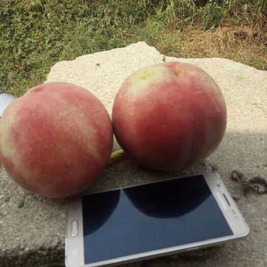 泰安 秋彤桃树苗 晚熟品种