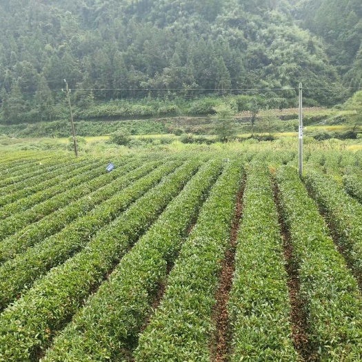 吉首市湘西保靖黄金茶 礼盒装 一级