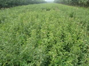 杜梨苗 棠梨苗，杜梨实生苗