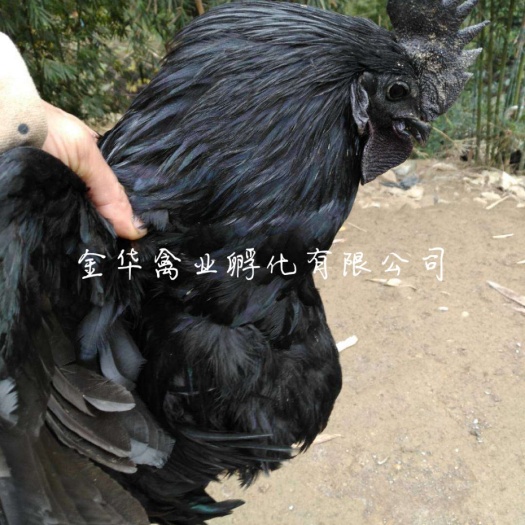 贵阳 乌鸡苗，全国可发，运输包  活，包打疫苗