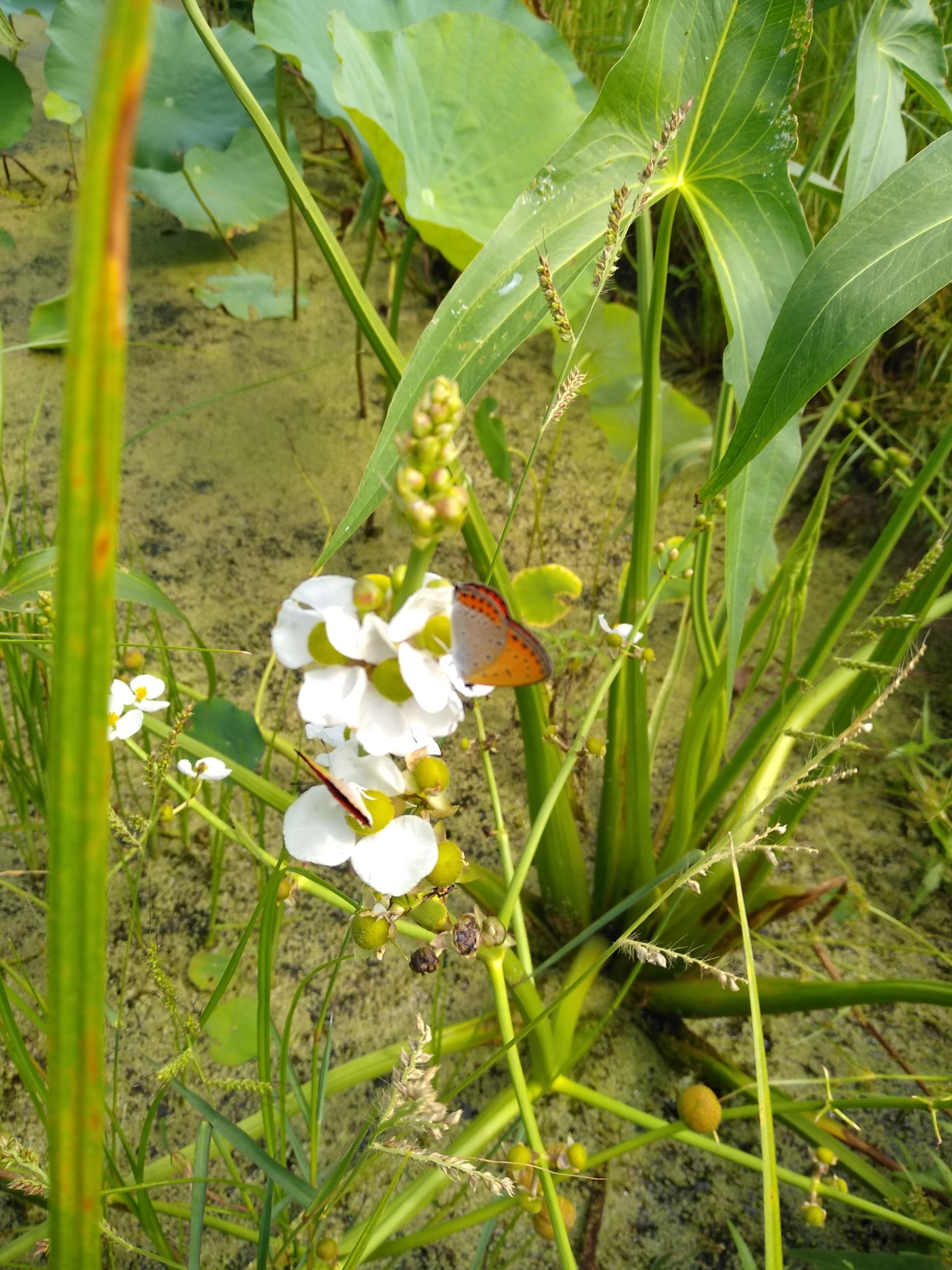 荷花 种苗盆栽等各种水生植物！大量批发质量保证！