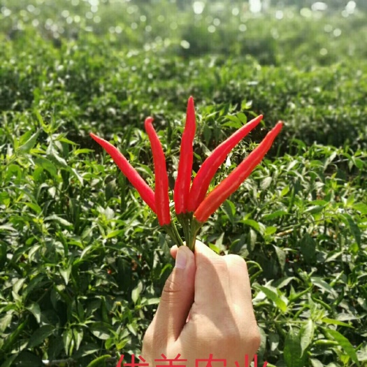 商水县朝天椒种子  大果朝天椒，果长9--11公分，硬度好，橘红期长，耐储运。