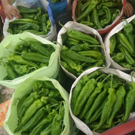 夏邑县青泡椒  大量供应电商，商超，大货鲜辣椒，品种齐全，按需装货