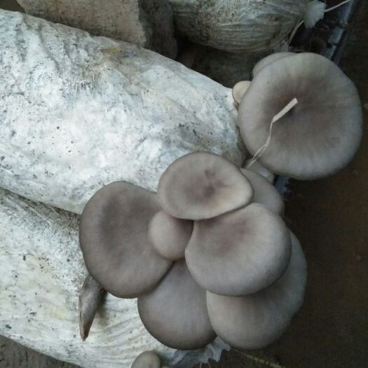 沛县平菇菌种