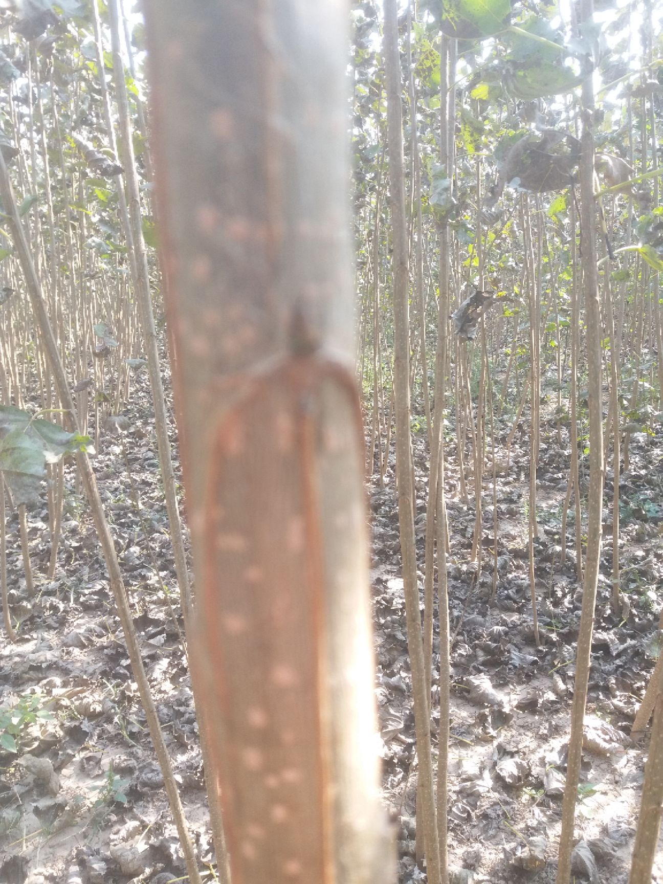  河南速生白杨树苗基地 全国发货 河北杨树苗批发