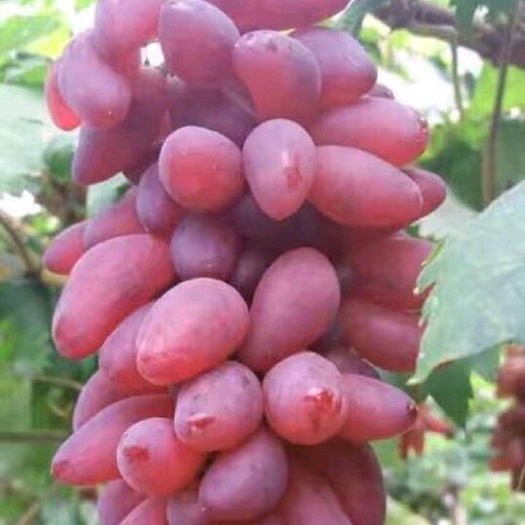 平邑县红乳葡萄苗