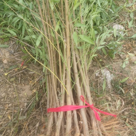 西华县 桃树实生苗 毛桃树苗 实生桃树苗 基地热销中