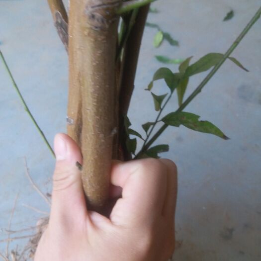 西华县春蜜桃树苗 1~1.5米