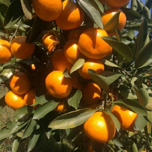临海市涌泉蜜桔 7.5 - 8cm 3两以上