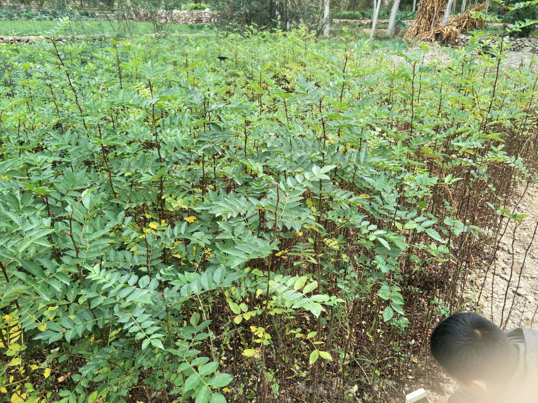 秋椒 无刺嫁接砖木/提供嫁接技术武都