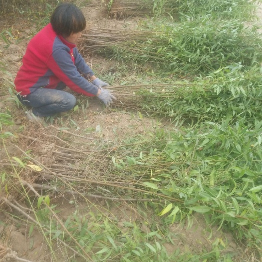 西华县 毛桃树苗 基地直供 毛桃苗 大量出售中