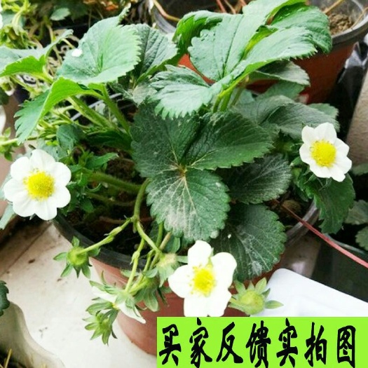 平邑县 优质脱毒草莓苗盆栽地栽基地直供现挖现发包品种包成活可签订合同