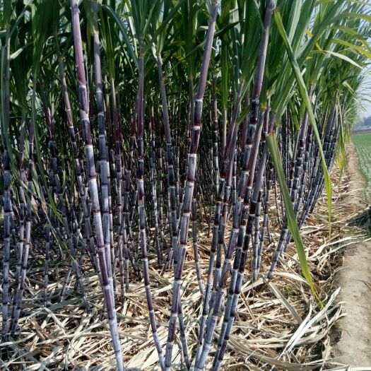 巨野县北蜜一号甘蔗 1.5 - 2m 2 - 3cm