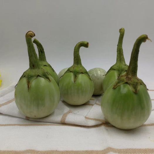 天等县 泰国圆茄，泰国茄子。
